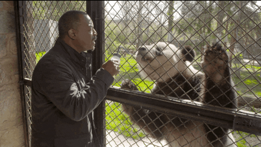 Reading Rainbow LeVar Burton Feeding Panda GIF