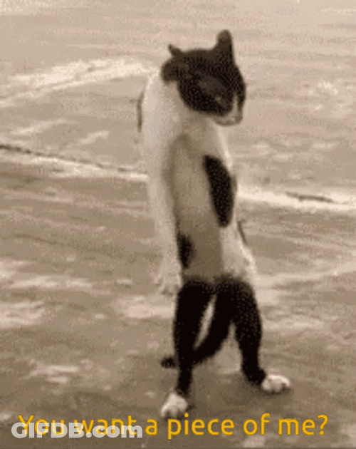 Ready For Cat Fight Funny GIF