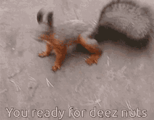 Ready For Deez Nuts Squirrel GIF
