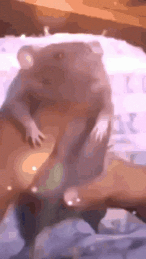 Real Biggie Cheese GIF