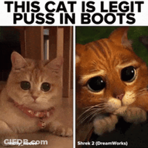 Real Cat With Puss In Boots Eyes GIF