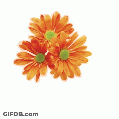Real Floral Art Design Spring GIF