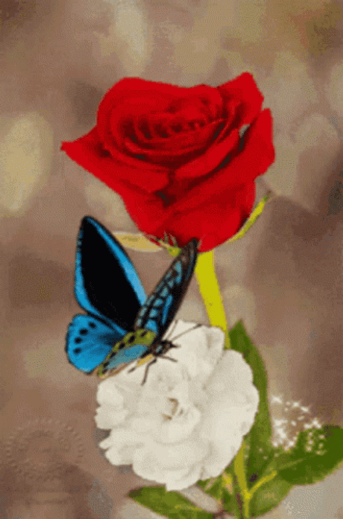 Real Floral Beautiful Butterfly GIF