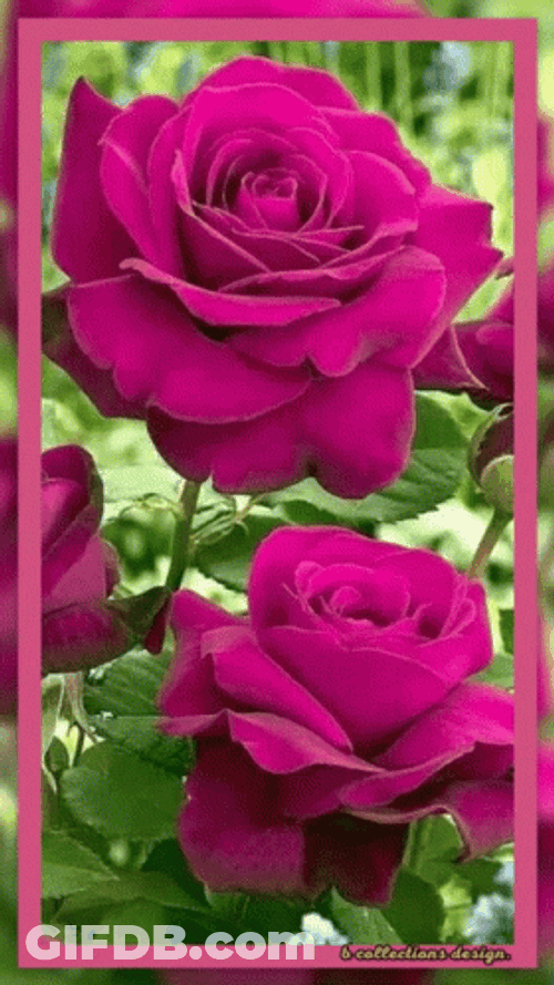 Real Floral Blooming Roses GIF