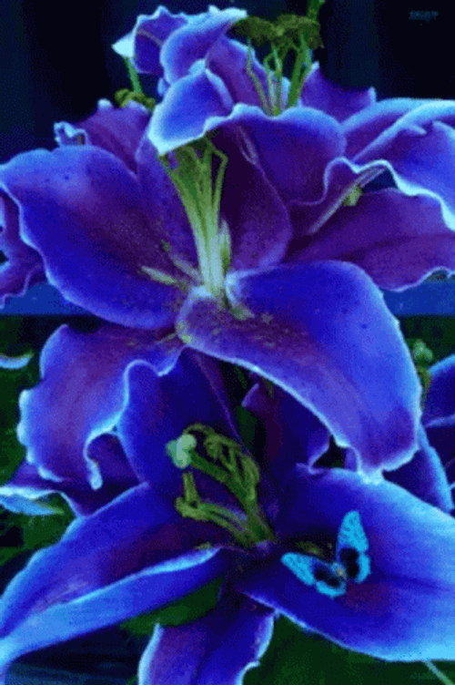 Real Floral Blue Aesthetic Butterfly GIF