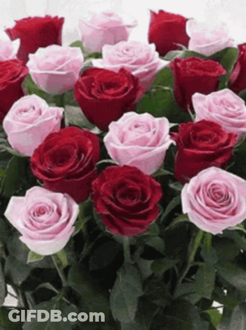Real Floral Colorful Roses Clips GIF