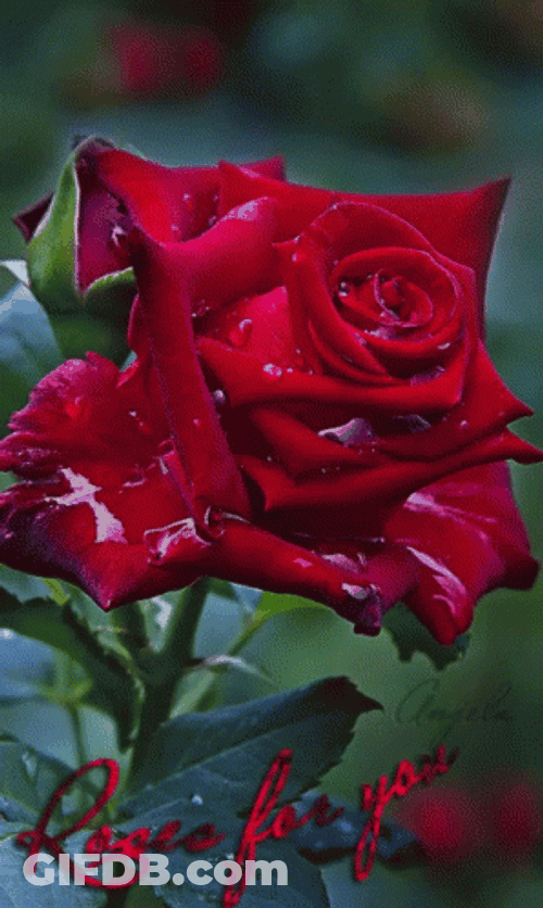 Real Floral Red Roses GIF