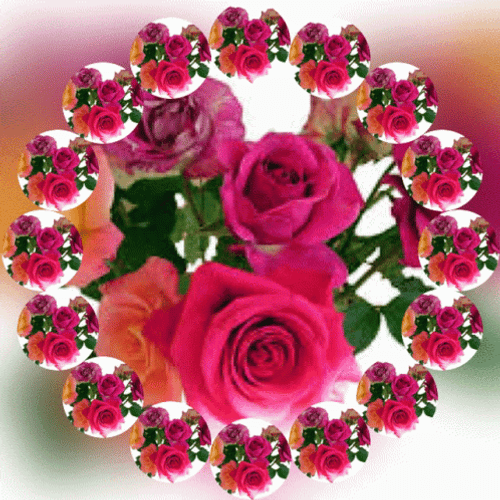 Real Floral Roses Flower Spin GIF