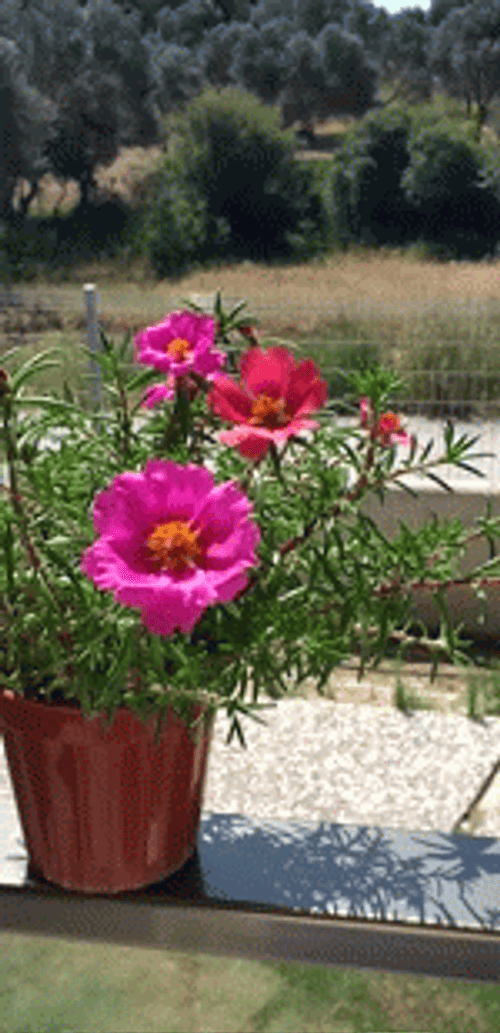 Real Floral Summer Nature GIF