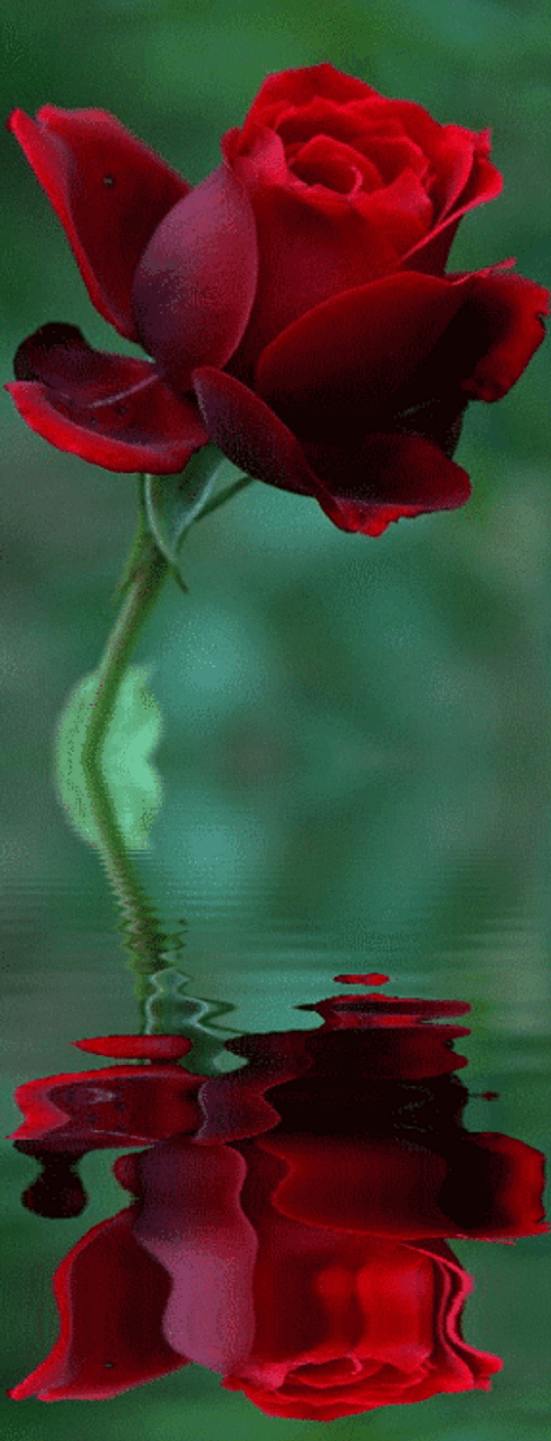 Real Floral Water Reflection GIF