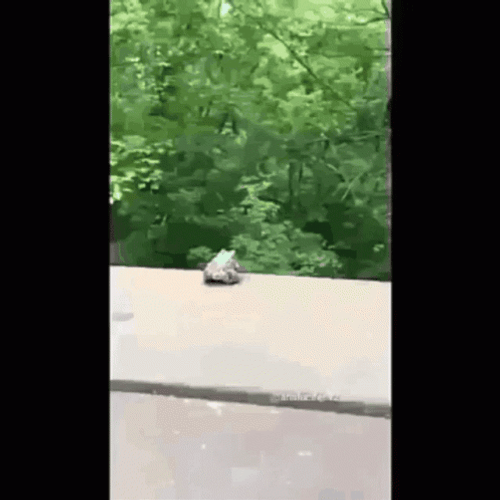 Real Frog Kermit Falling Off Building GIF