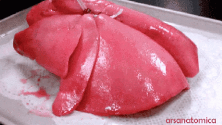 Real Healthy Deflated Lungs GIF