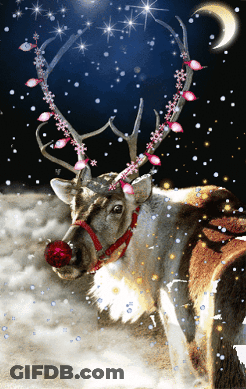 Real Life Rudolph GIF