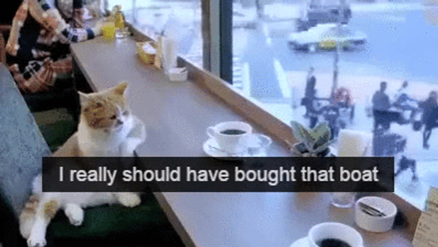Really Should Have Bought That Boat GIF