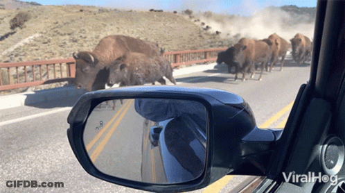 Rear View Mirror With Bison Herd On Road GIF