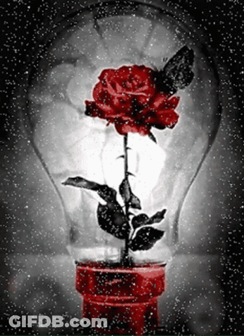 Red And Black Rosas GIF