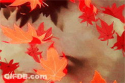 Red And Orange Leaves Floating In Air GIF