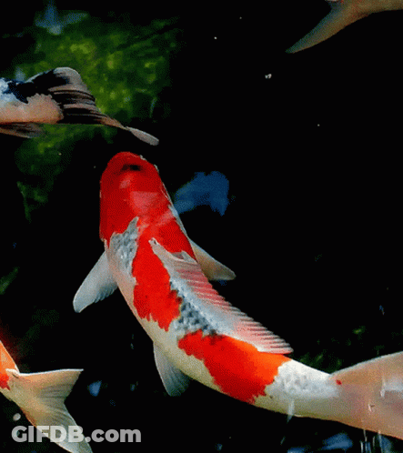 Red And White Fish Swimming In Pond Panajan GIF