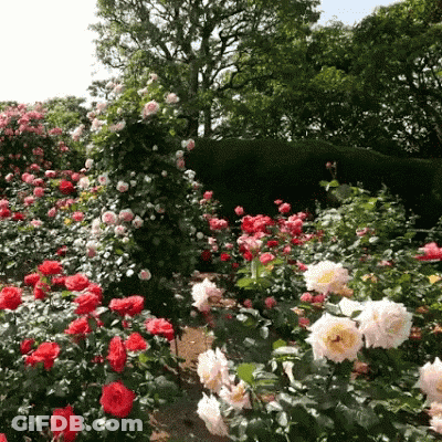 Red And White Rose Garden GIF