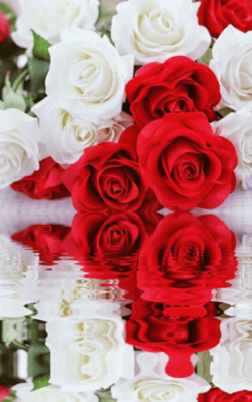 Red And White Roses Reflection GIF