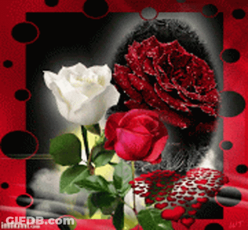 Red And White Roses With Ladybug GIF