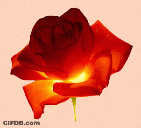 Red And Yellow Flower GIF