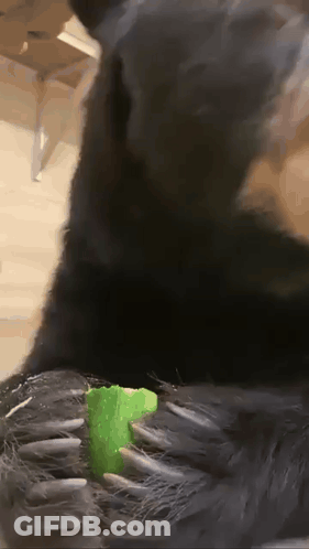 Red Angry Bird Eating Popcorn Holding Mustard GIF