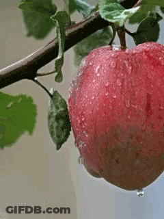 Red Apple With Water Drops Hanging From Tree Branch GIF