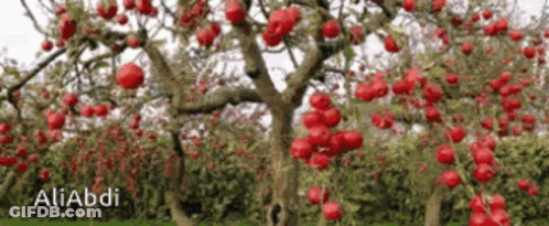 Red Apples Hanging From Tree With Aliabdi GIF