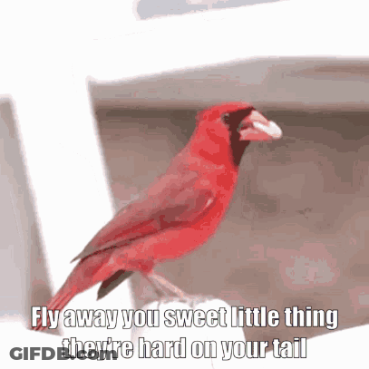 Red Bird Fly Away Words GIF