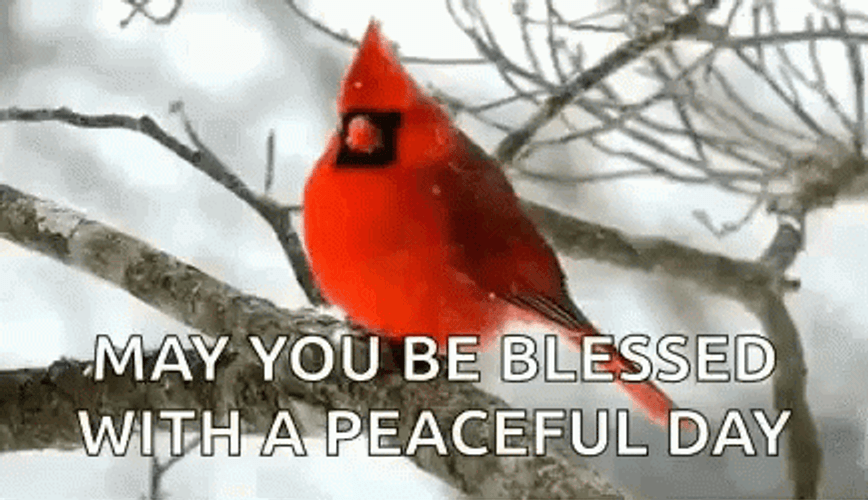 Red Bird Peaceful Winter Wednesday GIF