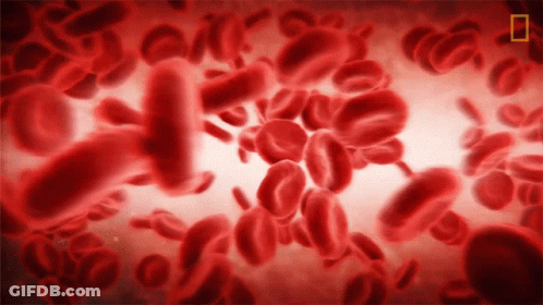 Red Blood Cells Floating In Blood GIF