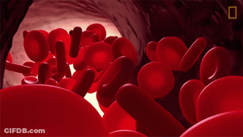 Red Blood Cells In Blood Vessel GIF
