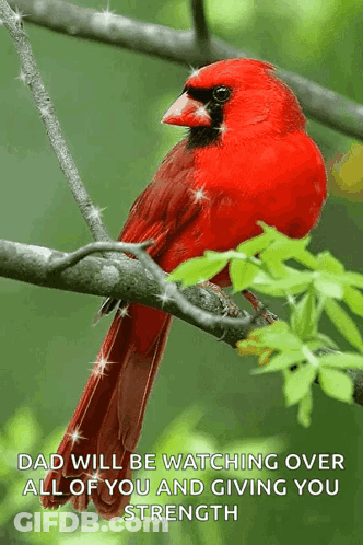 Red Cardinal On Branch Saying Dad Watching Over You GIF