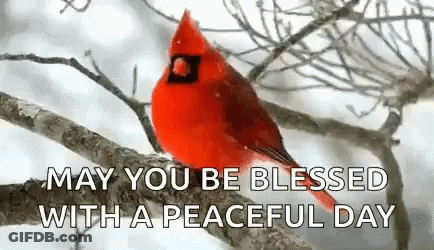 Red Cardinal Perched On Snowy Tree Branch GIF