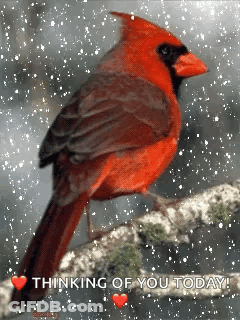 Red Cardinal Perched Thinking Of You GIF