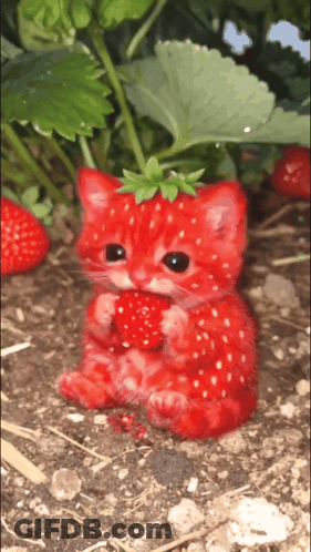 Red Cat With Strawberry On Head Eating Strawberry GIF
