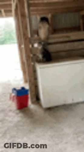 Red Cooler Next To White Freezer GIF