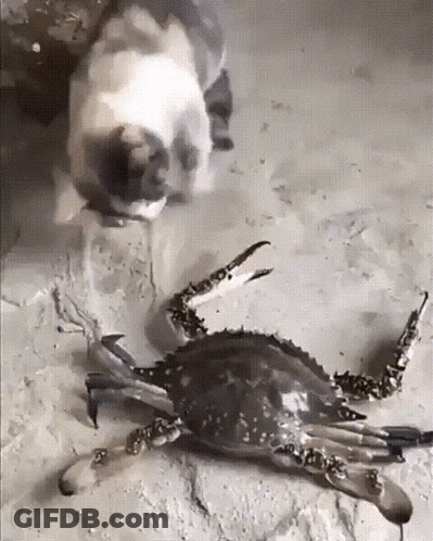 Red Crab Smiling Dios Te Bendiga Ponchin GIF