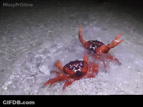 Red Crabs Playing In Water Team 2 < 3 GIF