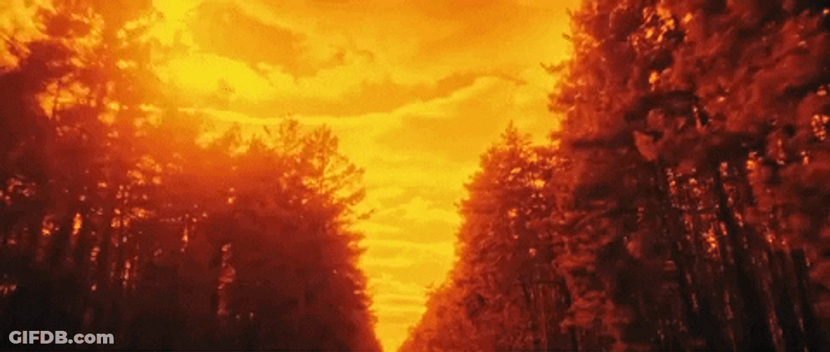 Red Dawn Lush Forest GIF