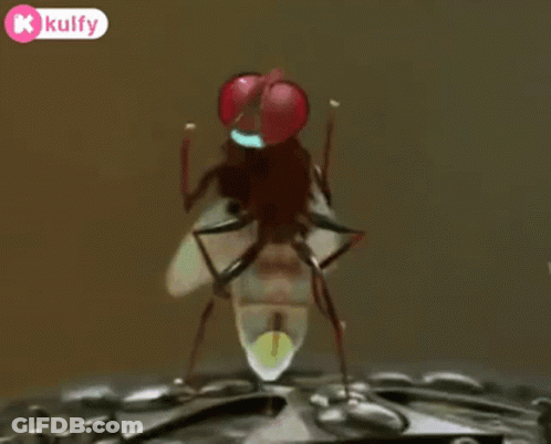 Red-Eyed Fly On Metal GIF