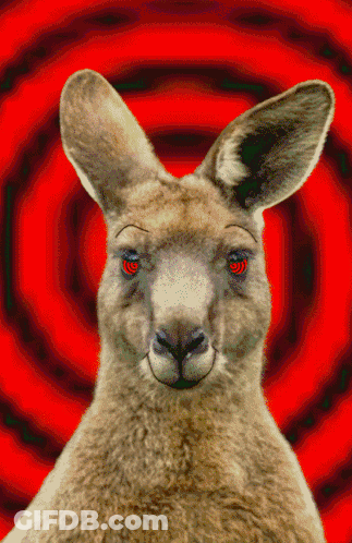 Red-Eyed Kangaroo On Red Spiral GIF