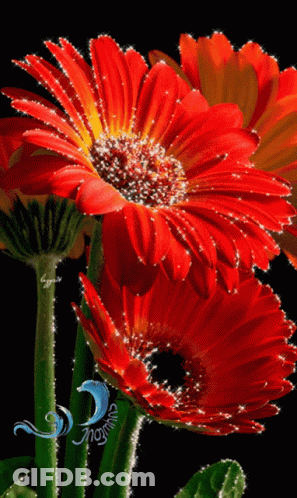 Red Flower Close Up With Aogina Watermark GIF
