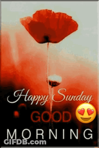Red Flower Happy Sunday Good Morning GIF