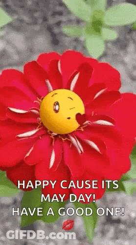 Red Flower Smiley With Happy May Day GIF