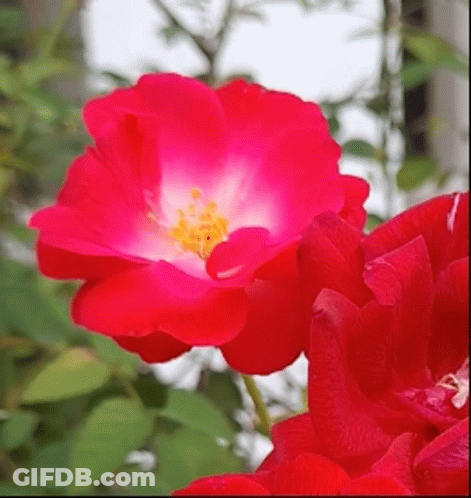 Red Flower With White Center GIF