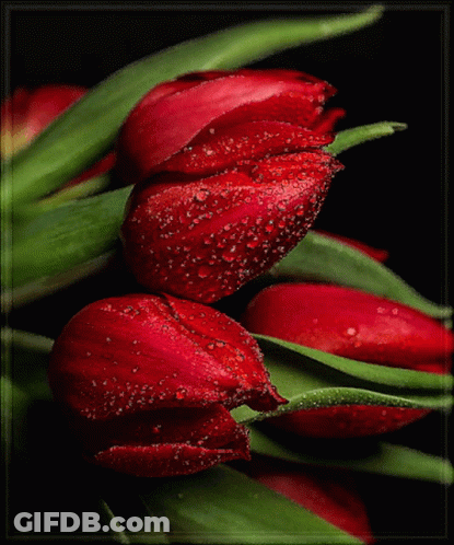 Red Flowers With Water Drops GIF