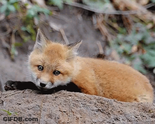 Red Fox Cub Laying On Ground Looking At Camera GIF