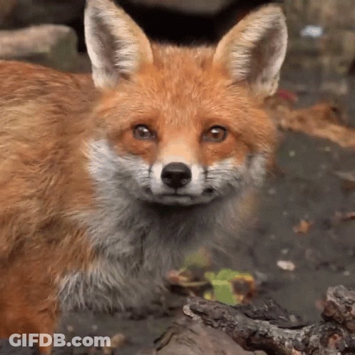 Red Fox Face Close Up GIF
